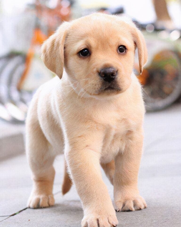 狗狗夏天防暑：宠物护理人员的专业建议